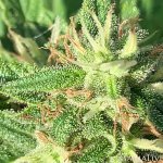 IMG_1435.jpeg