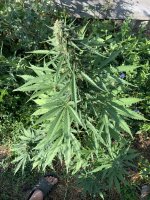 IMG_1493.jpeg