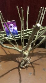 IMG_6350.jpeg