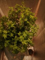 растиха 1.jpg