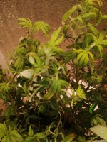 растиха 2.jpg