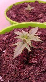 КБД крупно.jpg