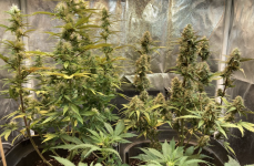 Opera Снимок_2023-08-22_122915_ganjalive-forum.tech.png