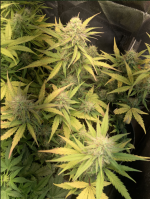 Opera Снимок_2023-08-22_123016_ganjalive-forum.tech.png