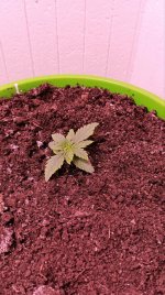 электра 1.jpg