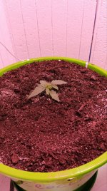 электра 2.jpg