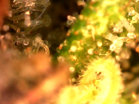 Photo_2023-08-22 07_15_19_288.png