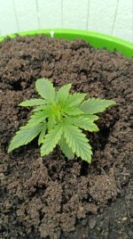 электра 1-2.jpg