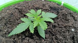 электра 2.jpg