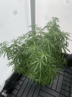 IMG_6478.jpeg IMG_6478.jpeg