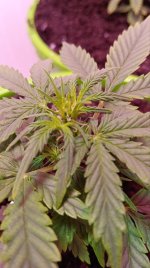 КБД предцветие.jpg