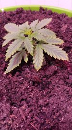 электра 1_2.jpg