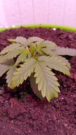 электра 2.jpg