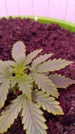 элкутра 1_1.jpg