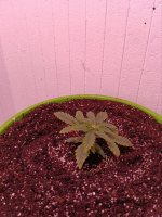 новый грунт - 1.jpg