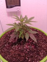 новый грунт - 2.jpg