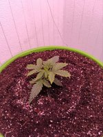 новый грунт - 3.jpg