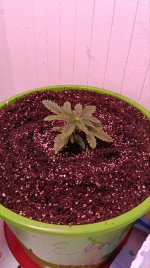 новый грунт - 4.jpg