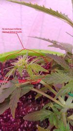 CBD-bend-2 trouble.jpg