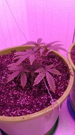 електра 1-2.jpg