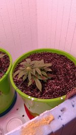 електра 2-1.jpg