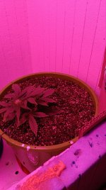 електра 2-2.jpg