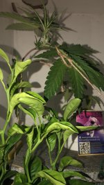 IMG_6426.jpeg
