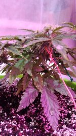 электра 1.jpg