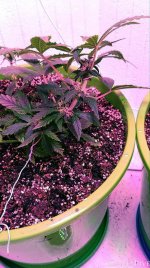 электра 2.jpg