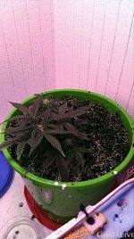 электра 3.jpg