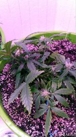 электра 4.jpg