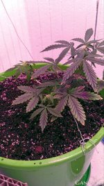 электра 5.jpg