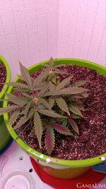 электра 6.jpg