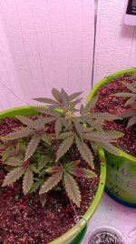 электра 7.jpg