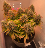 11.09 (76 день).png