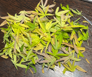 дефолиация перед харвестом.png