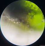 трихомы (14.09(2)).png