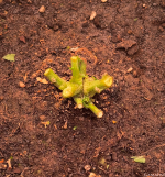 ХАРВЕСТ (пенек).png