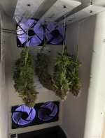 ХАРВЕСТ (сушка).png