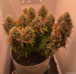 13.09 (78 день).png