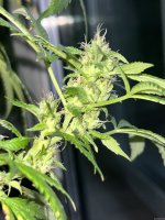 IMG_4814.jpeg