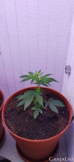 пересадка 1.jpg