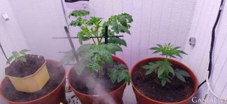 пересадка 2.jpg