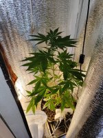 IMG_20230919_182723.jpg