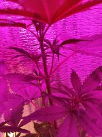 IMG_20230919_182714.jpg
