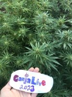 F5EED11F-118C-491D-AF5C-FD78F435D574.thumb.jpeg.416a0172b1159a87c6b4a625de21c38c.jpeg