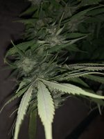 IMG_1756.jpeg