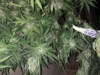 IMG_1757.jpeg