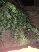 IMG_1775.jpeg