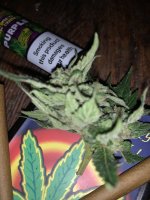IMG_1820.jpeg